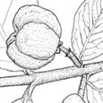 Euonymus velutinus